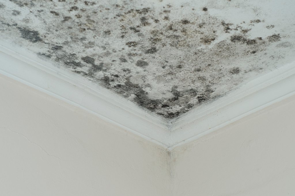 Roof leaks can cause mold and other health concerns