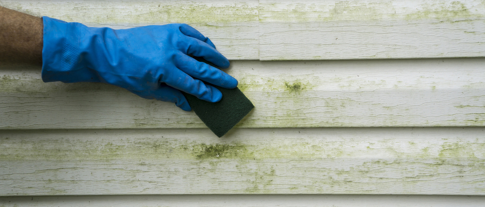 Mildewing siding in green being cleaned