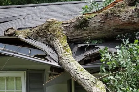roof damage from a fallen limb