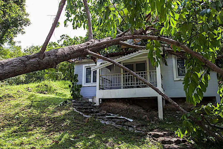A Knoxville house with a tree on the roof after a storm